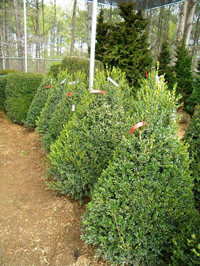 BUXUS NEWPORT BLUE CONE 42 and 48